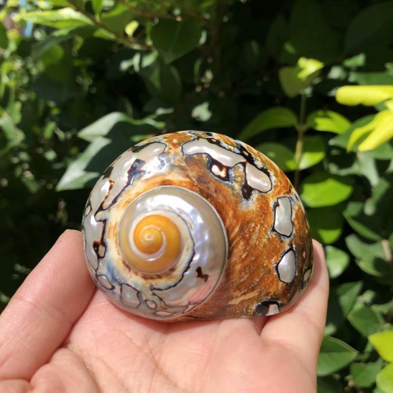 Hermit Crab Replacement & Whelk Natural Seashells for Aquarium Décor