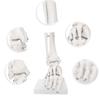 Foot Ankle Joint Model Demonstration Human Foot Teaching Model with Base