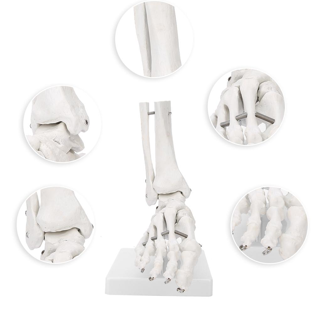Foot Ankle Joint Model Demonstration Human Foot Teaching Model with Base