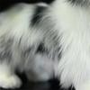 Border Collie High Fidelity Anime Cute Plushie Sheep Dog Plush Toys Lifelike Animals Simulation Stuffed Doll Kawai Toy Gifts