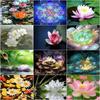 5D Full Round Diamond Embroidery Lotus Flowers Diamond Mosaic Home Decorative Diamond Painting 40x50cm