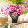 Artificial Geranium Flowers for Outdoors 13" Potted Fake Geraniums Bush UV Resistant Faux Silk Flower for Front Porch Garden Yard Patio Decor