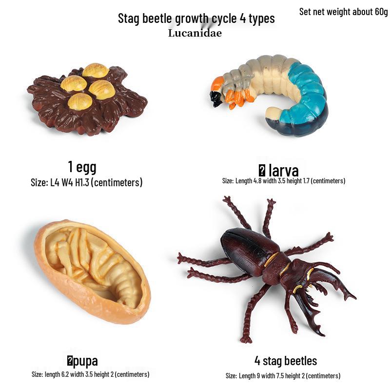 Pediatric Cognitive Simulation: Mini Salmon Growth Cycle Toy
