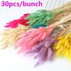 Newly 30Pcs Bunny Tails Natural Dried Flowers Pampas Grass Home Decor