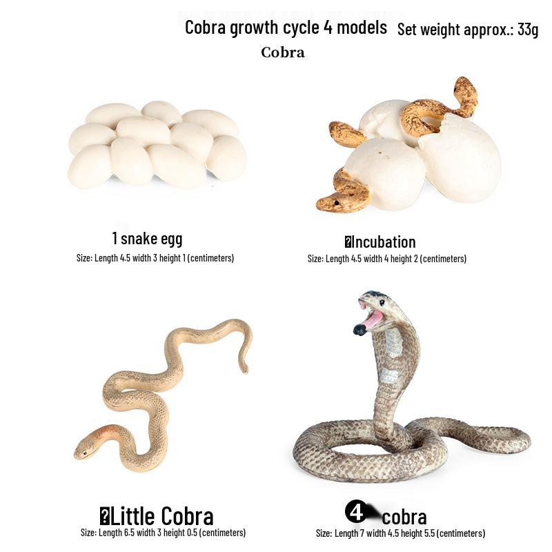 Pediatric Cognitive Simulation: Mini Salmon Growth Cycle Toy