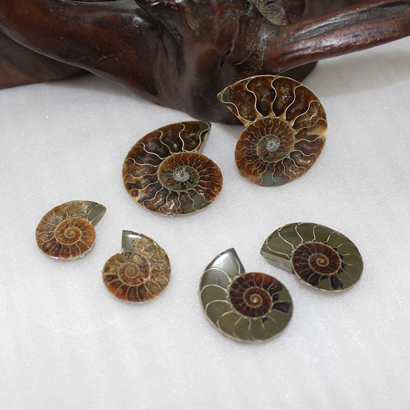 Elegant paar natuurlijke ammoniet fossiele schelpen voor genezing en woondecoratie
